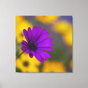 Purple Gerbera Among Yellow Flowers Canvas Print