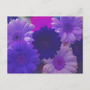 Purple Gerbera Daisy Flower Photo Art Postcards