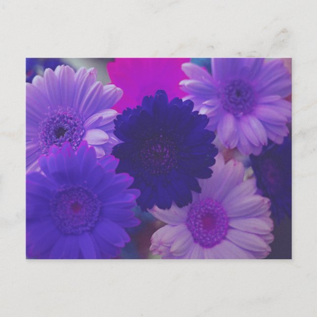 Purple Gerbera Daisy Flower Photo Art Postcards (Front)