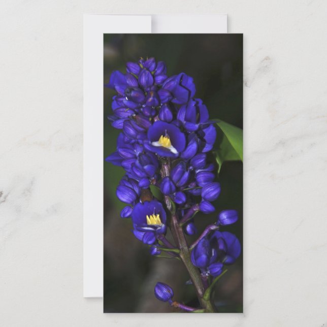 Purple Ginger (Front)