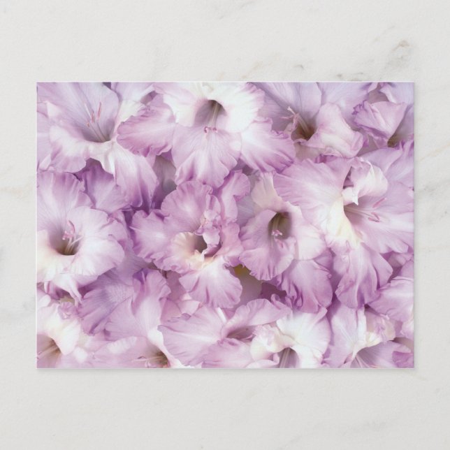 Purple Glads All Occasion Postcard (Front)