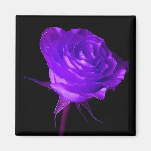 "Purple Glow" Rose Magnet