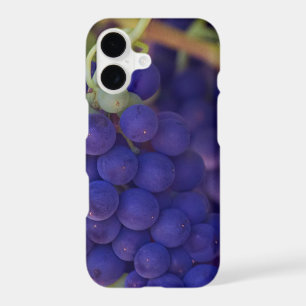 Purple Grape Bunches On The Vine