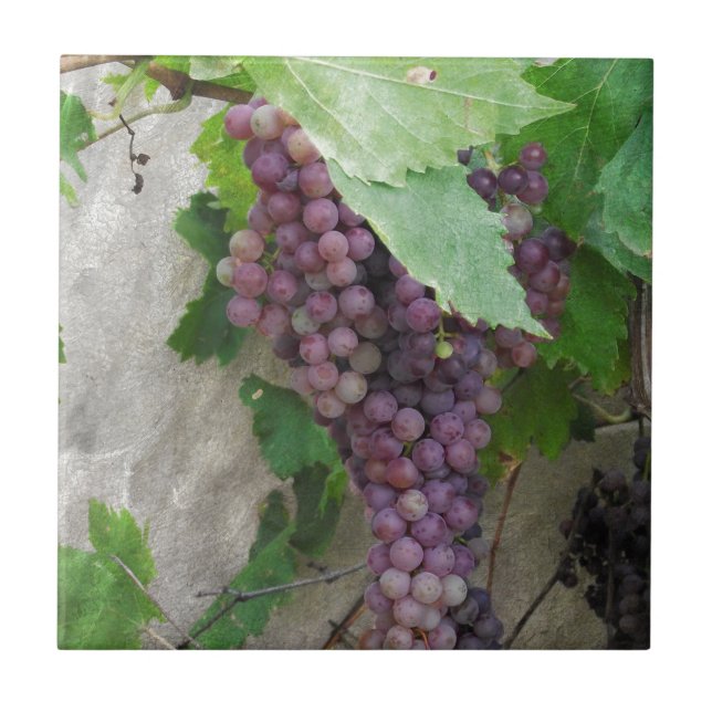 Purple Grapes on the Vine Tile (Front)