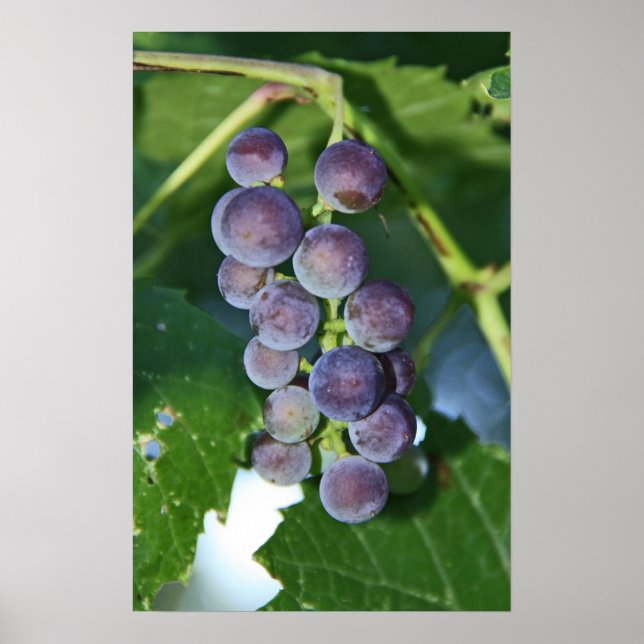Purple Grapes Poster (Front)