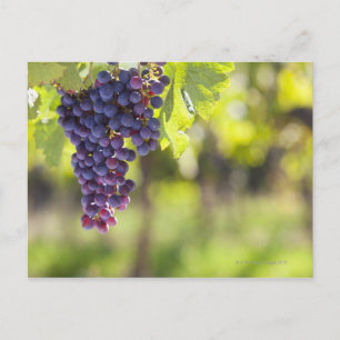 Purple grapevine postcard