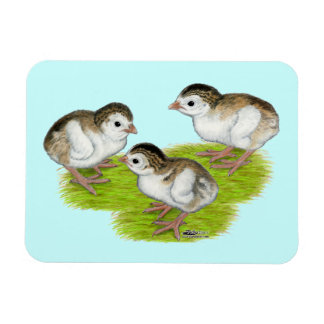 Purple Guinea Keets Magnet