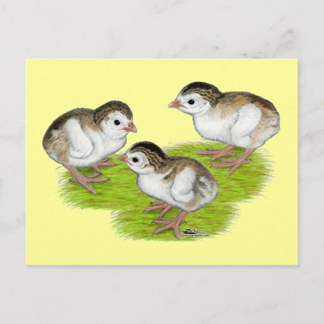 Purple Guinea Keets Postcard (Front)