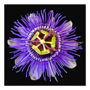 Purple Haze Print