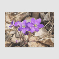 Purple Hepatica Flowers