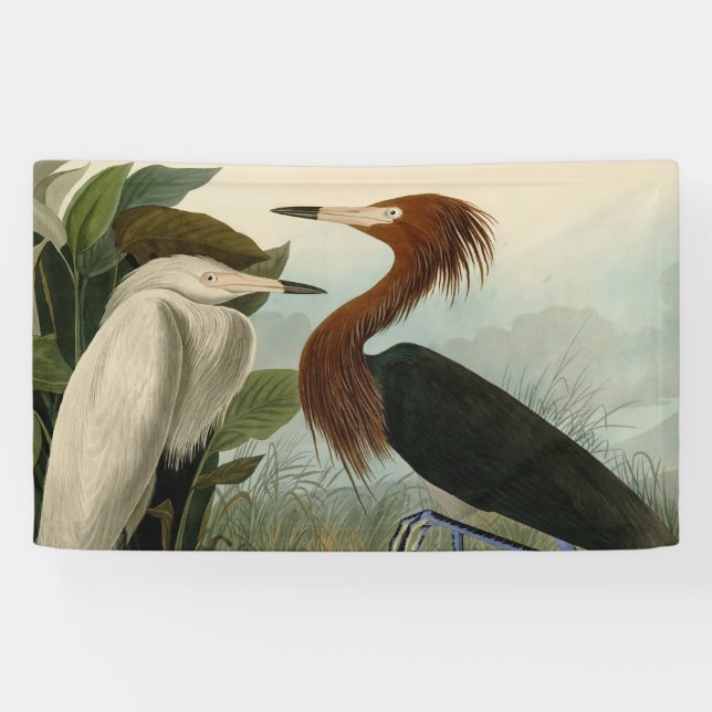 Purple Heron Audubon Bird Wildlife Painting Banner (Horizontal)