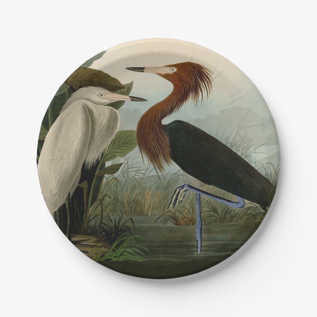 Purple Heron Audubon Bird Wildlife Painting Paper Plate (Front)