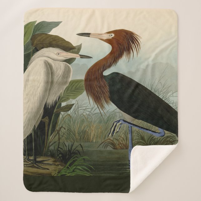 Purple Heron Audubon Bird Wildlife Painting Sherpa Blanket (Front)