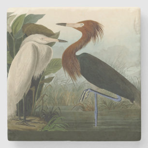 Purple Heron Audubon Bird Wildlife Painting Stone Coaster