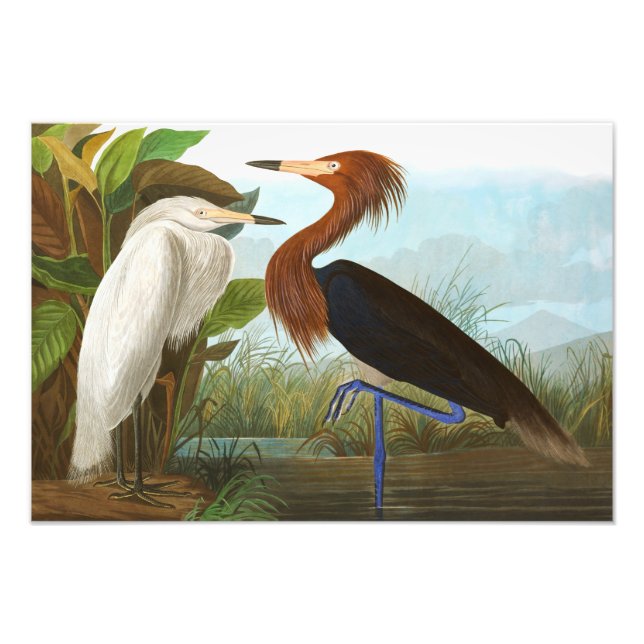 Purple Heron by John James Audubon Photo Print (Front)