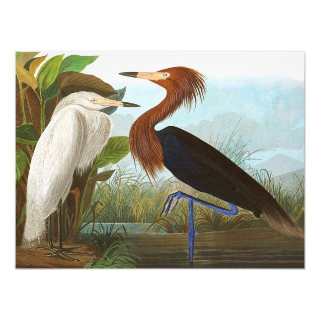 Purple Heron by John James Audubon Photo Print (Front)