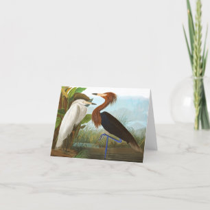 Purple Heron by John James Audubon Thank You Card