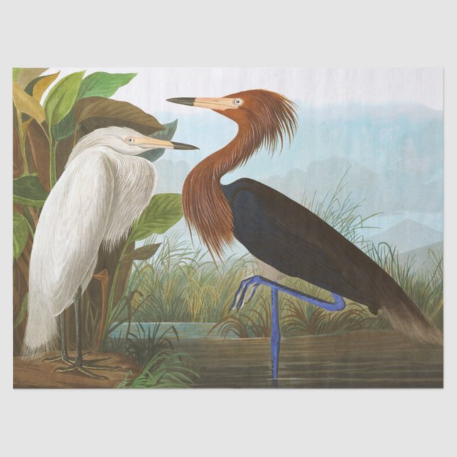 Purple Heron by John James Audubon Tissue Paper (Front)