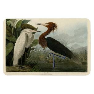 Purple Heron - from Audubon's Birds of America Magnet
