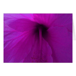 Purple Hibiscus Flower