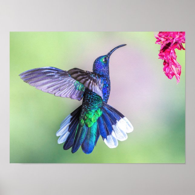 Purple Hummingbird Flying in a Graceful Pose Poster (Front)