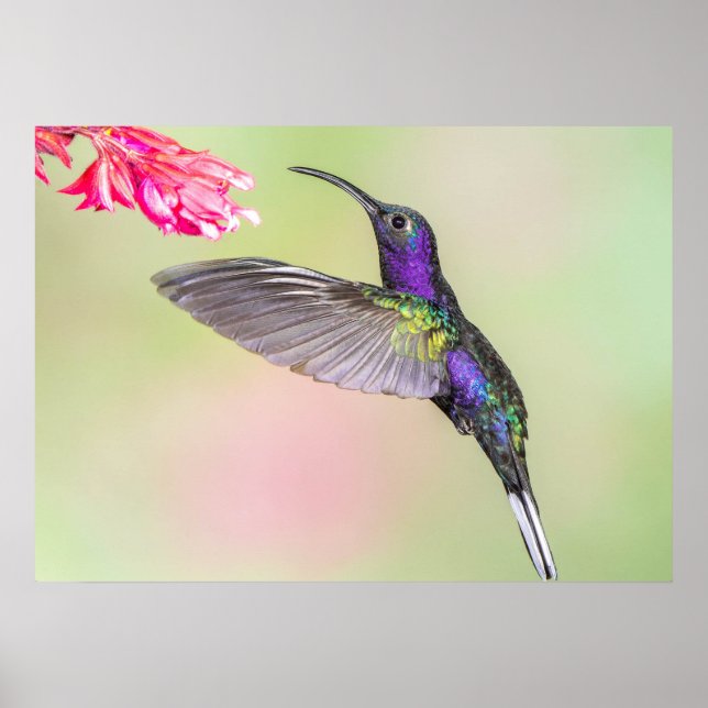 Purple Hummingbird in Flight Poster (Front)