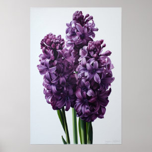 Purple Hyacinth Flower Art Print Poster