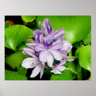 Purple Hyacinth Poster