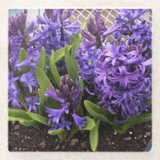 Purple Hyacinths Glass Coaster