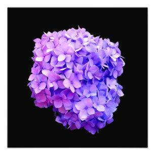 'Purple Hydrangea Bloom' Photographic Print