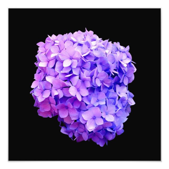 'Purple Hydrangea Bloom' Photographic Print (Front)