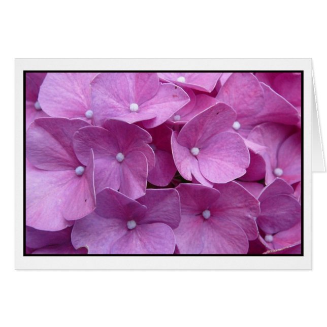 Purple Hydrangea Blossom (Front Horizontal)