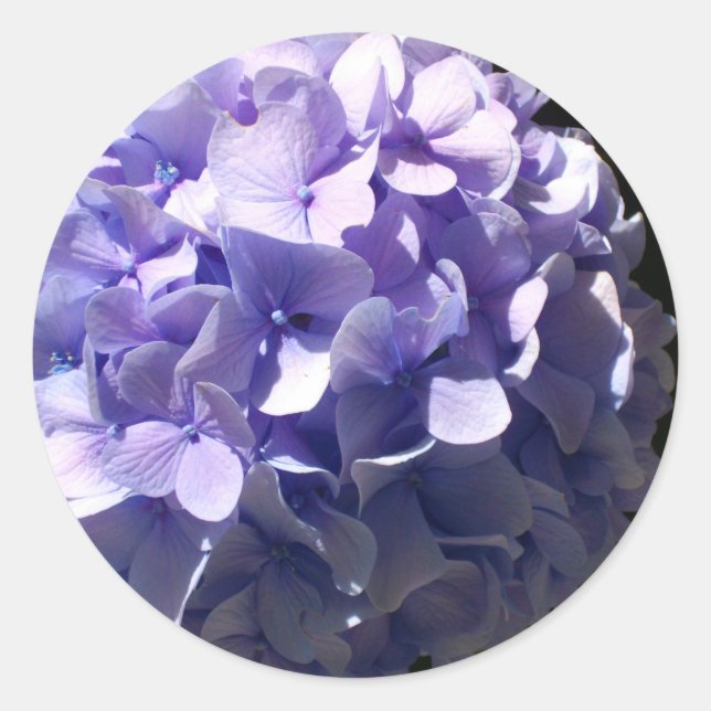 Purple  Hydrangea Classic Round Sticker (Front)
