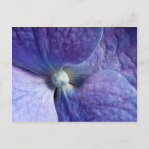 Purple Hydrangea Event And Wedding Announcement Postcard