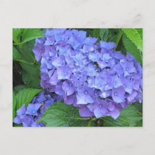 Purple Hydrangeas Postcard