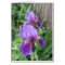Purple Iris