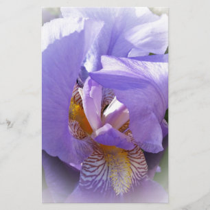 purple iris