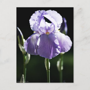 Purple Iris 8393 Postcard
