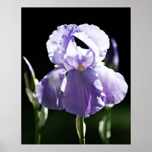 Purple Iris 8393 Print