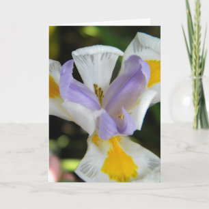 Purple Iris Blank Greeting Card – Elegant Floral