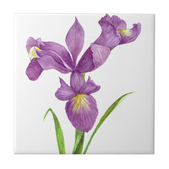Purple Iris Botanical Floral Art Tile (Front)
