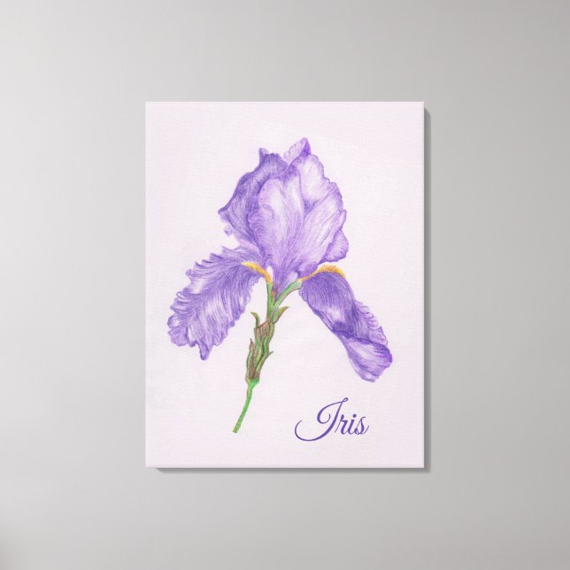 Purple Iris, Botanical Style, Coloured Pencil Art Canvas Print (Front)