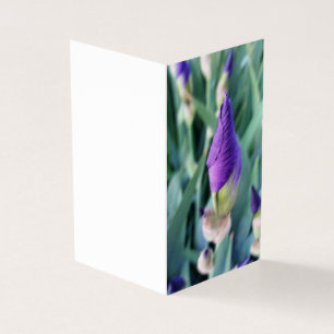 purple iris bud