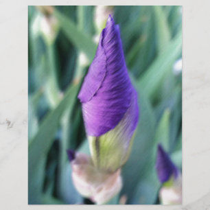 purple iris bud