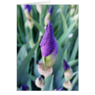 purple iris bud
