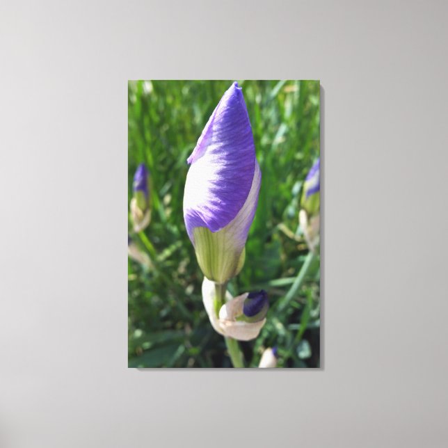 purple iris bud canvas print (Front)