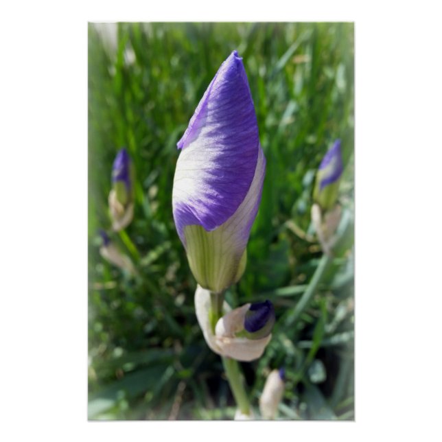 purple iris bud poster (Front)