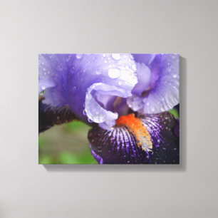 Purple Iris Canvas Print