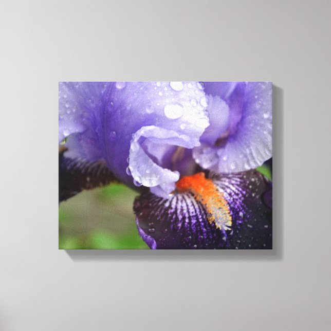 Purple Iris Canvas Print (Front)