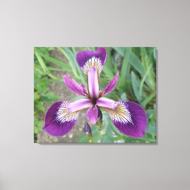 Purple Iris Canvas Print (Front)